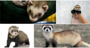 Jak pečovat o fretku, klady a zápory bydlení doma